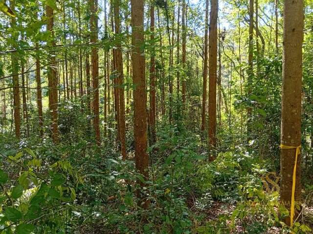 #3 - Sítio para Venda em União do Oeste - SC - 3