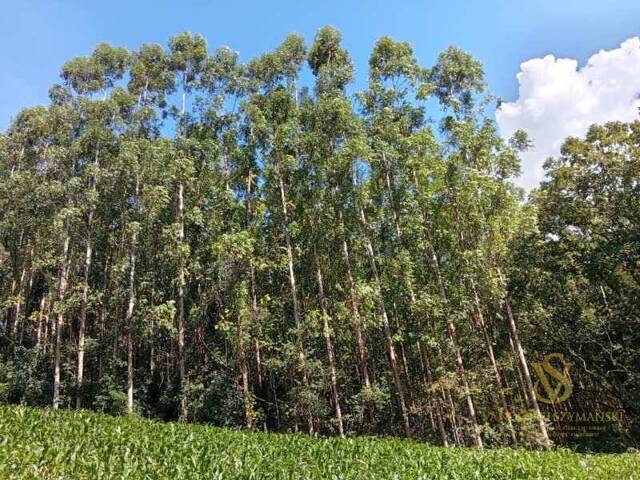 #3 - Sítio para Venda em União do Oeste - SC