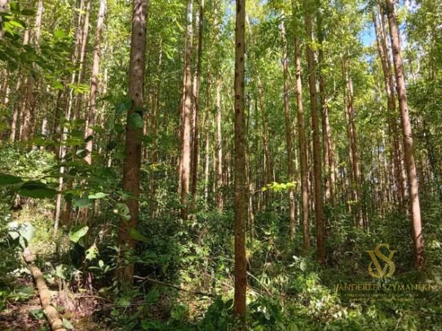 Sítio para Venda em União do Oeste - 5