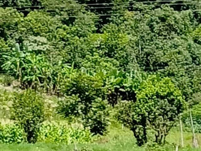 Chácara para Venda em Pinhalzinho - 4