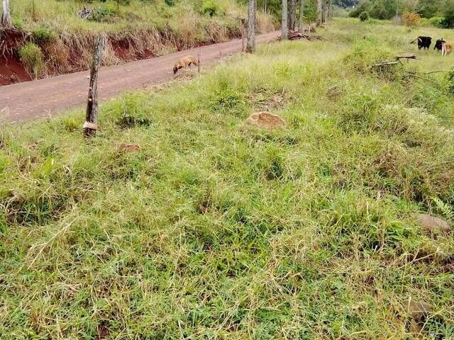 Chácara para Venda em Pinhalzinho - 5
